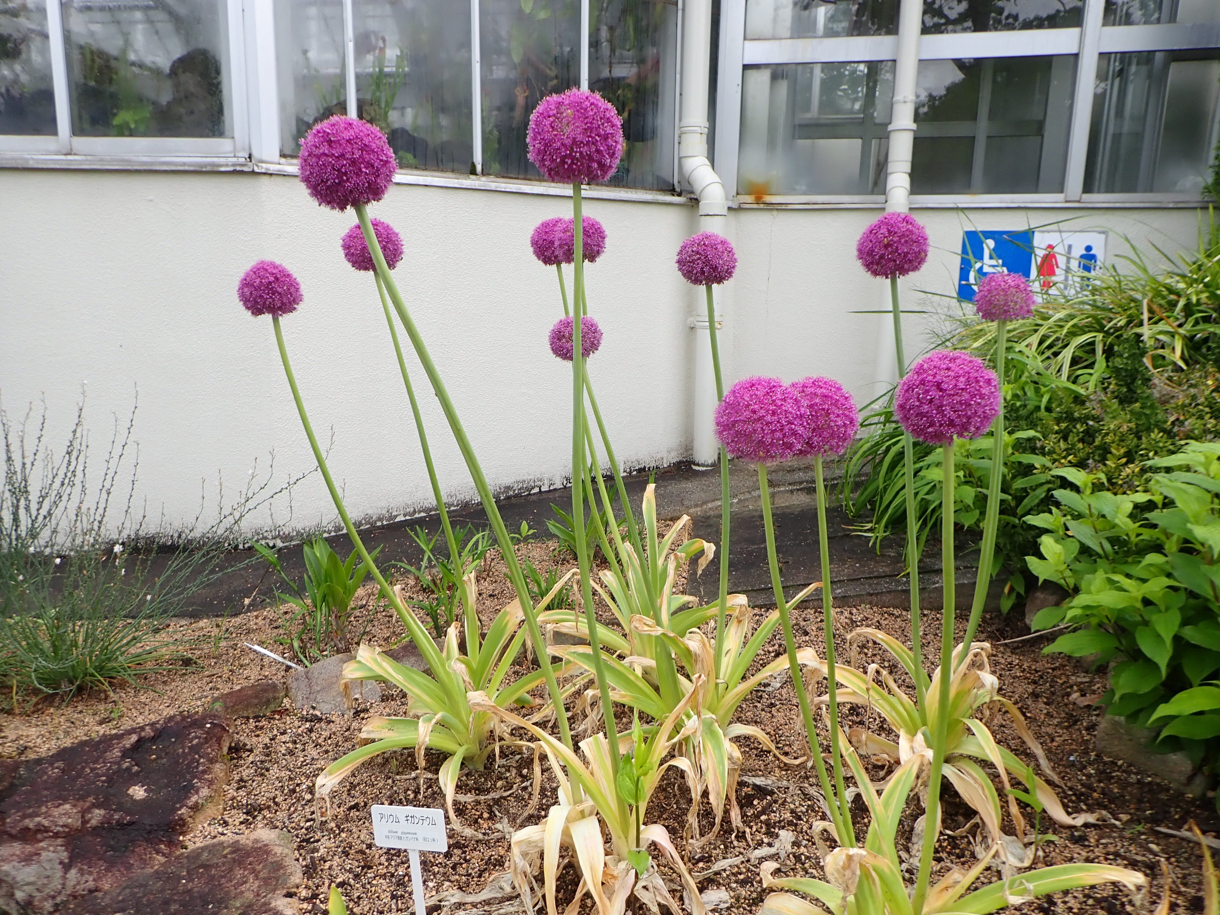 Twitter এ 広島市植物公園 花の進化園でアリウム ギガンチウムが開花しています 紫色の小さな花が球状に咲いて 巨大なネギ坊主の形をしています アリウムギガンチウム 花の進化園 広島市植物公園 T Co Viovxbi1ti ট ইট র