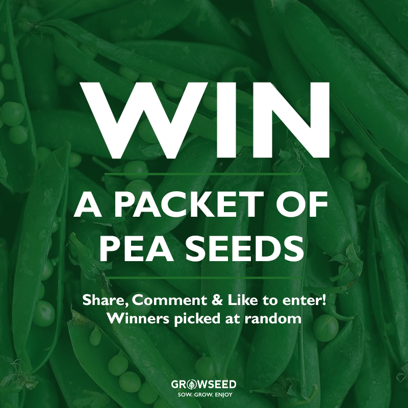 growseeduk's tweet photo. 🥗 WIN A PACKET OF PEAS SEEDS!

To enter:
- Like &amp; Retweet
- Follow us @growseeduk 

🌿 Competitions will be ran every 2 weeks. Winners announced every Friday!

#competition #giveaway #growseed #gardening #allotment #allotmentuk #vegetables #plants #growyourown #gyo #home https://t.co/fwB9kbqU4b