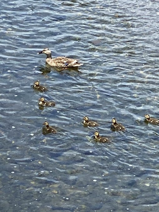 カルガモ親子のtwitterイラスト検索結果