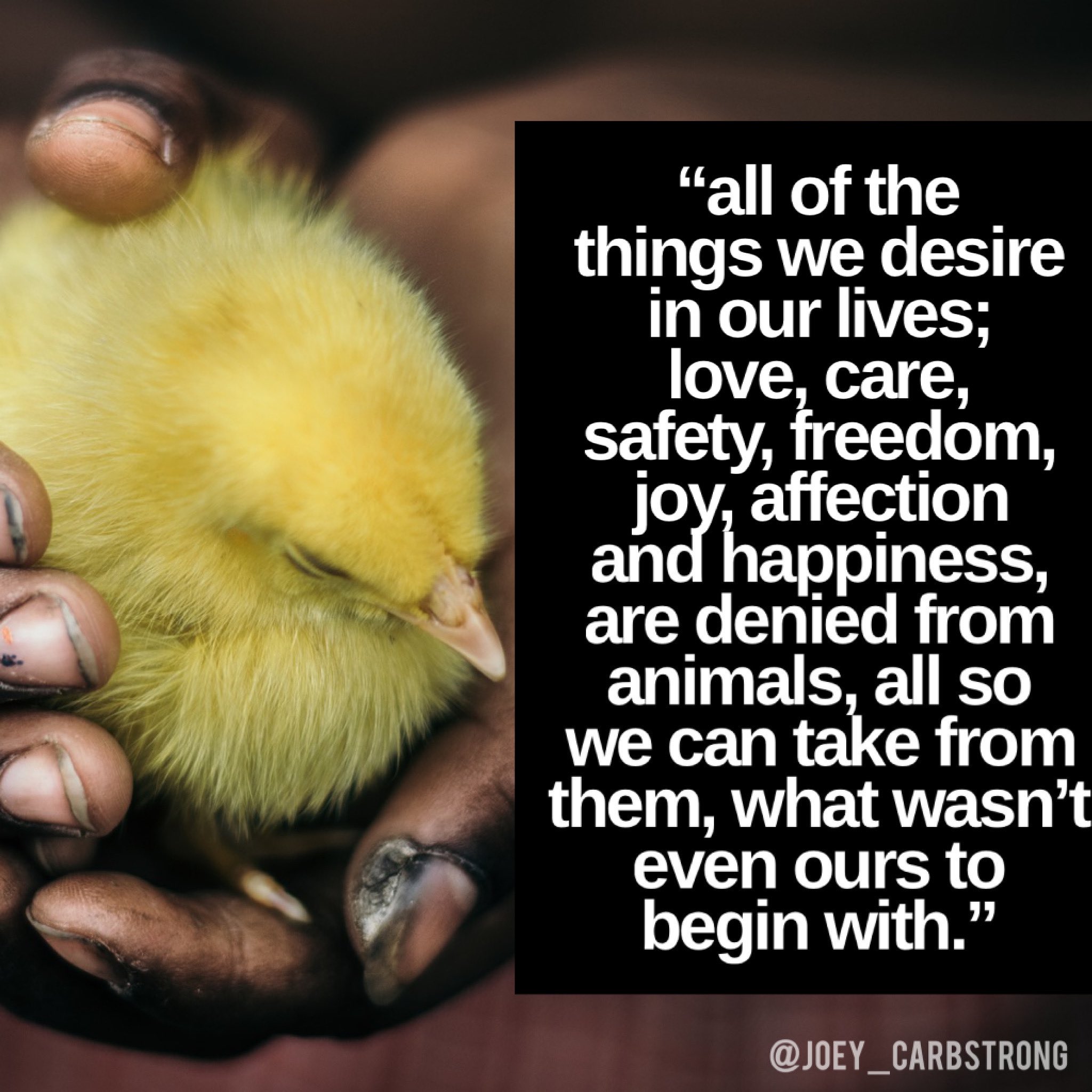 Joey Carbstrong on Twitter: Joey Carbstrong on Twitter: