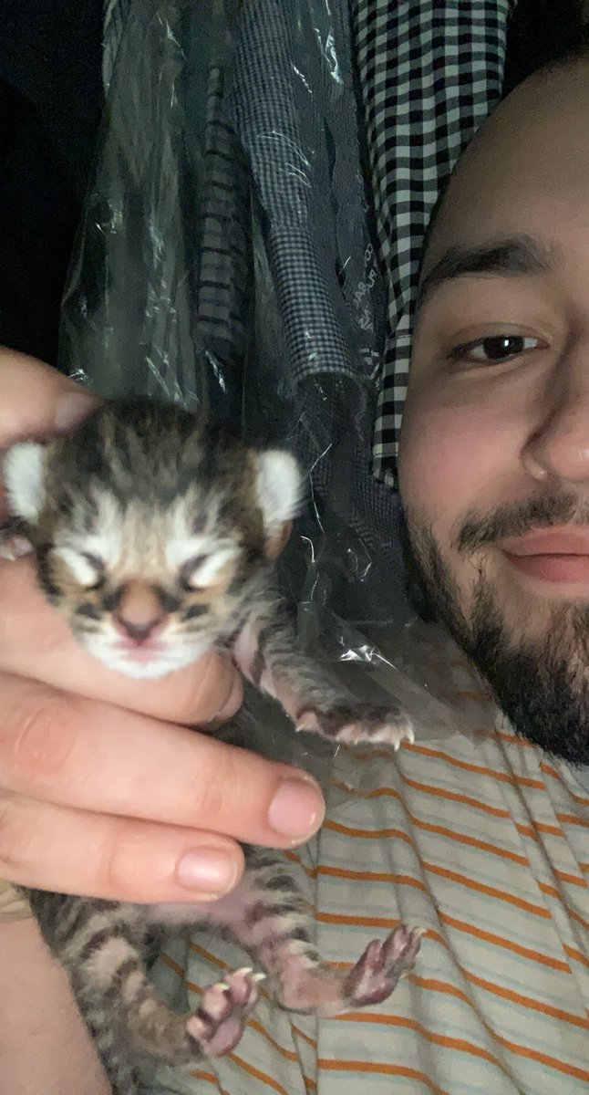 JacobAugustus2's tweet photo. Meet Coriander, mayonaise, and basil 😌born May 20th 2021 https://t.co/t4iBeuFWvw