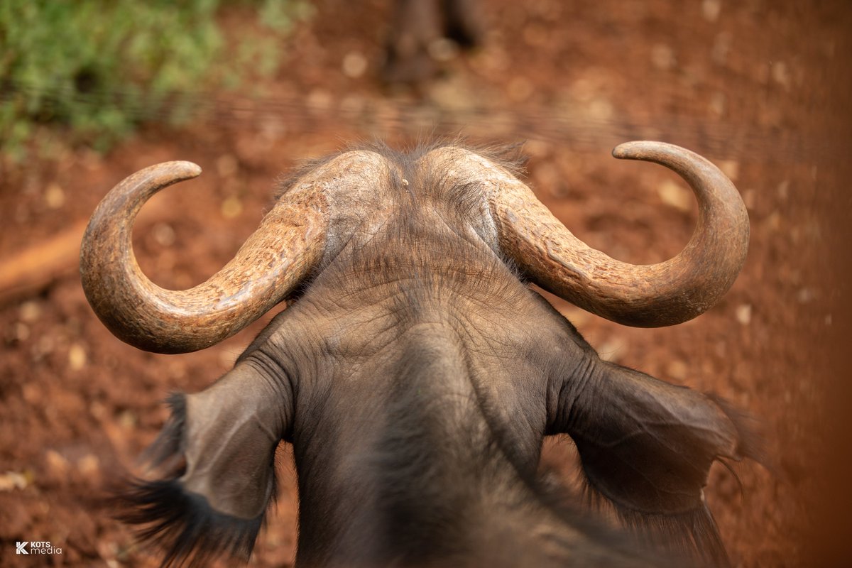 KotsHQ's tweet photo. The adult male African buffalo has curving horns that come so close together that they fuse. This creates a kind of shield on their heads known as a "boss".

To know who's boss in a buffalo herd, find the one with the biggest boss!

#wildlife #buffalo #horns #nature #boss #bull https://t.co/9R5cDfOMlT