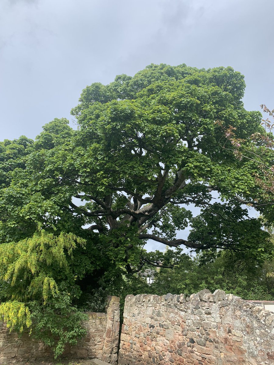 eco_trees's tweet photo. This huge #sycamore #tree at #innerwick #eastlothian so big and rotten at the base you could crawl in. Photo doesn’t do it justice. Anyone local know the history of this giant? https://t.co/w9pIwjCemn