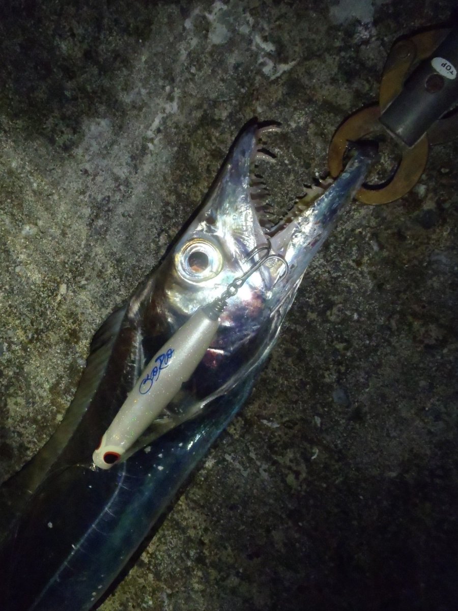 ａｐｏ 昨日は久しぶりにタチウオ狙いに 大雨後のゴミと水潮に悩まされましたが 何とか一本出ました 沖縄のタチウオの時期は 何故か皆さん冬だと思ってますが 実際は春と秋です Topタチウオ 楽しいですよ 皆さんもいかがですか Sara