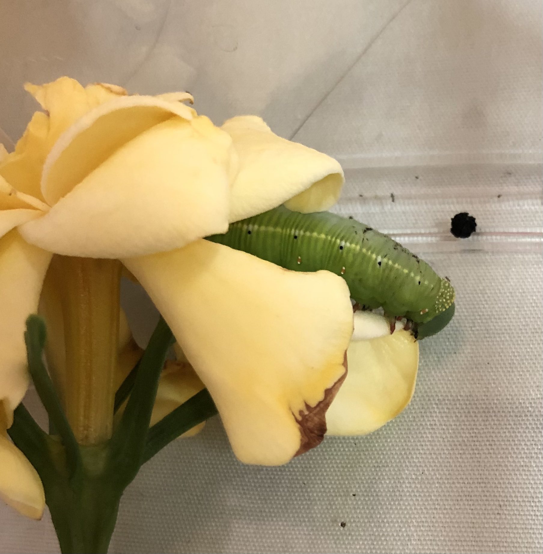 片桐セリカ 矮性ガーデニアにいる芋虫は 葉っぱ3枚 若い花芽を食べましたと 写真 芋虫 スズメガ カワイイ ガーデニア クチナシ 若い 葉 花芽 食べ過ぎ 咲きそう 蕾 やめてね T Co Sb0ldmg8kg Twitter