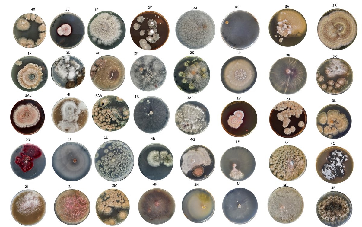 Now that we are all done with #Eurovision we can discuss what is really important: Soil Fungi! Here is the first batch from my fungal photo shoot. Are they not so pretty? And #diverse! Which one is your favourite?