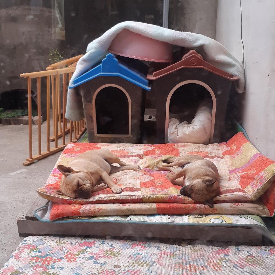 [kimdoenjang1115] 🐶

미친다 ㅠㅠ
천국이네 김된장
엄마의 매일같은 아침산책에 떡실신한 김된장과 천복이

210524 #김된장 인스타그램 update 

🔗instagram.com/p/CPPM86Clnvh/…