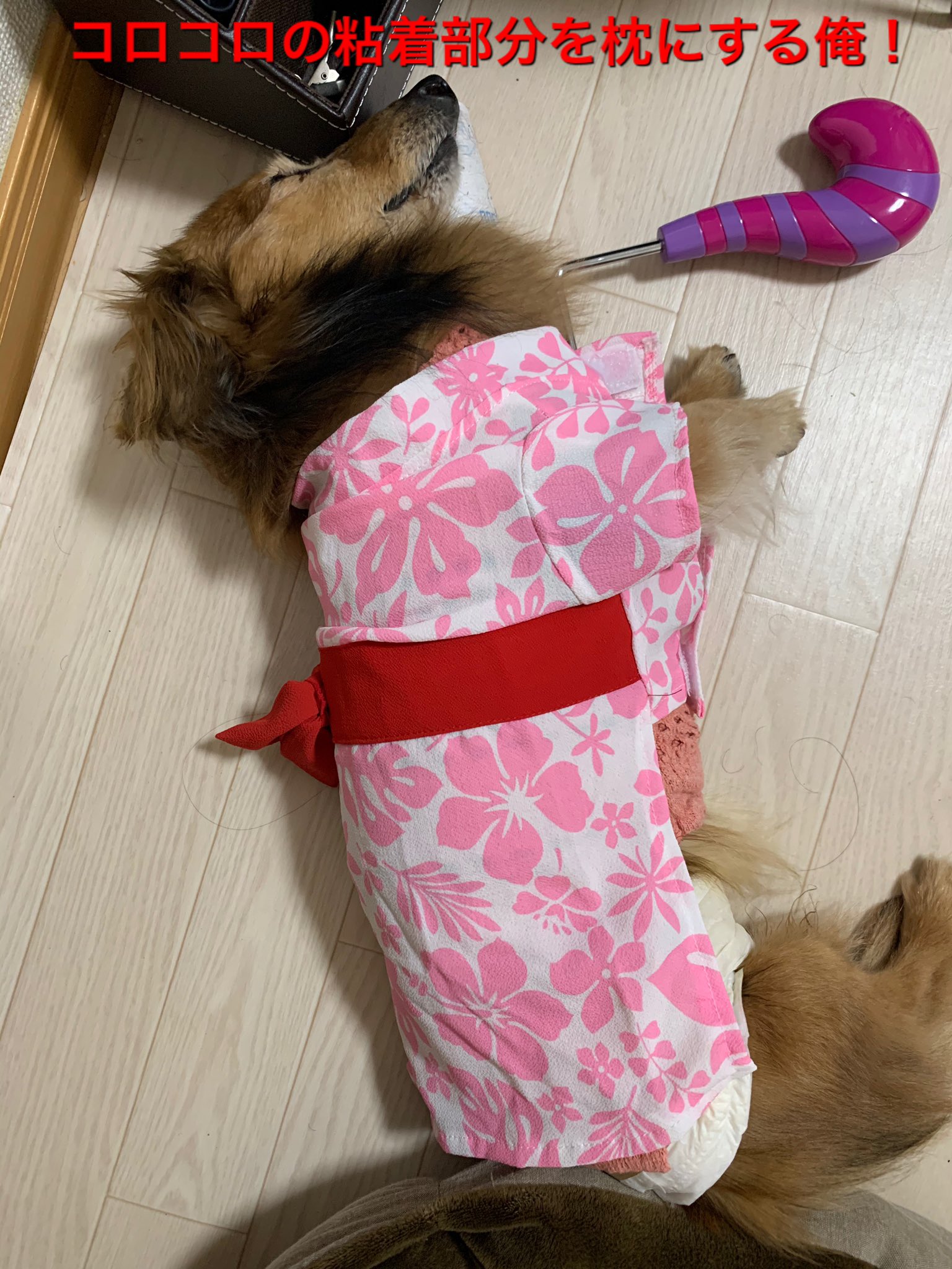 老犬ダックスフンドハッピー選手 皆様へご質問です 膵炎を経験された方で完治後は何を食べさせてますか ハッピーは ロイヤルカナンの消化ケアに大根やキャベツやササミをトッピングしたりしてますが中々食べなかったりもします 皆様のを参考に