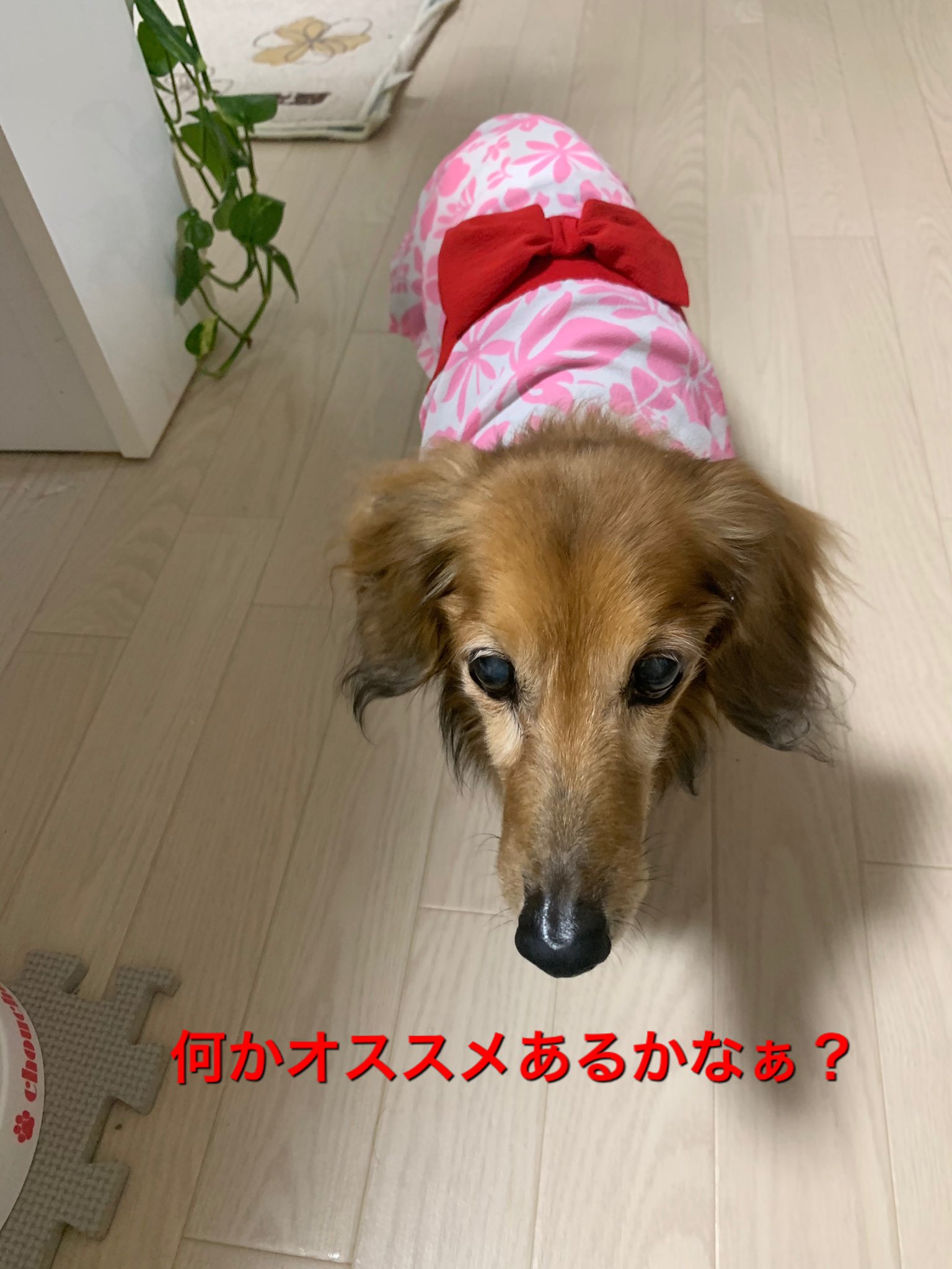 老犬ダックスフンドハッピー選手 皆様へご質問です 膵炎を経験された方で完治後は何を食べさせてますか ハッピーは ロイヤルカナンの消化ケアに大根やキャベツやササミをトッピングしたりしてますが中々食べなかったりもします 皆様のを参考に
