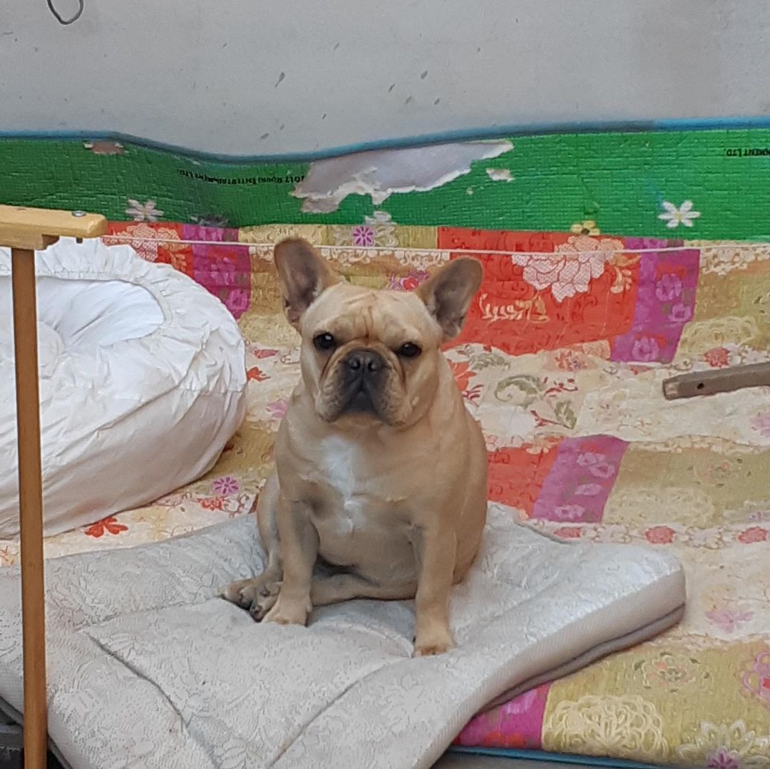 [kimdoenjang1115] 🐶

낮에는 놀이터에서 놀고
오후에는 집에 들어와서 자요!!
(지금 본인꺼 목줄 천복이 채웠다고 삐진거임)ㅋㅋㅋ

210524 #김된장 인스타그램 update 

🔗instagram.com/p/CPPNWhdlWAc/…