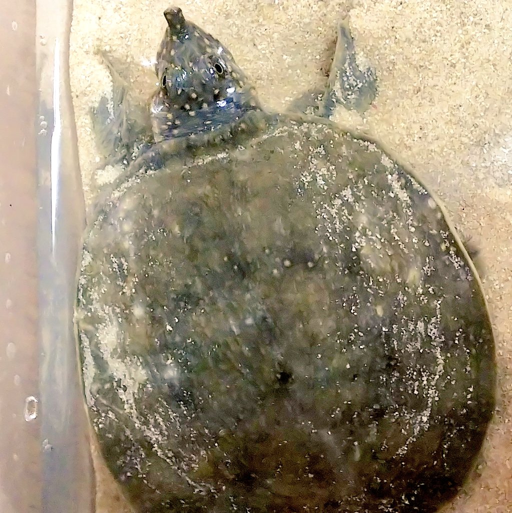 تويتر 爬虫類 両生類専門店レプティリカス على تويتر インドシナオオスッポン Amyda Cartilaginea インドネシア産 Fhと思われるます Wcかもしれませんが 売り切れ 当店的に超久しぶりの入荷の亜細亜の巨怪鼈 私位の世代にはマンイーターという呼称も