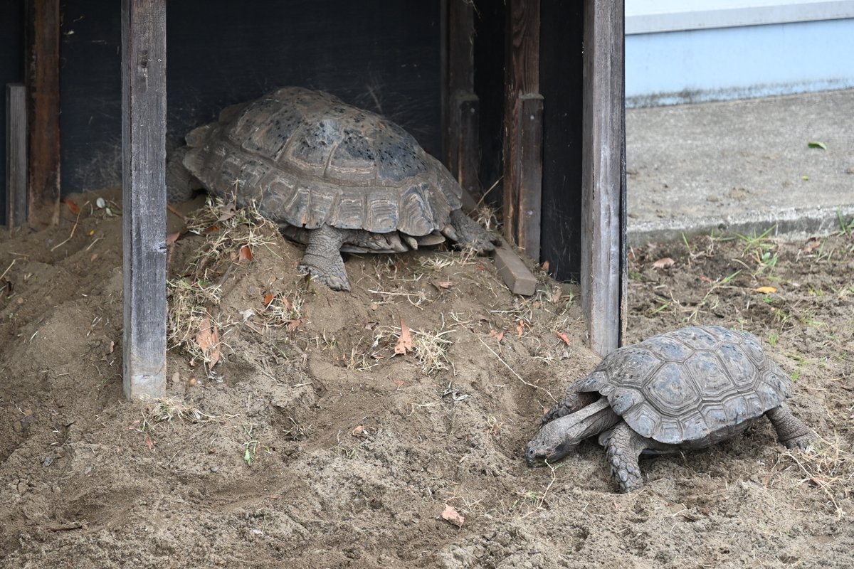 Haischlib Worldturtleday Ar Twitter Haischlib Worldturtleday Ar Twitter