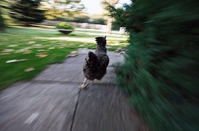 — Phoenix Wright. (INACTIVE) (@pwattorney) on Twitter photo 