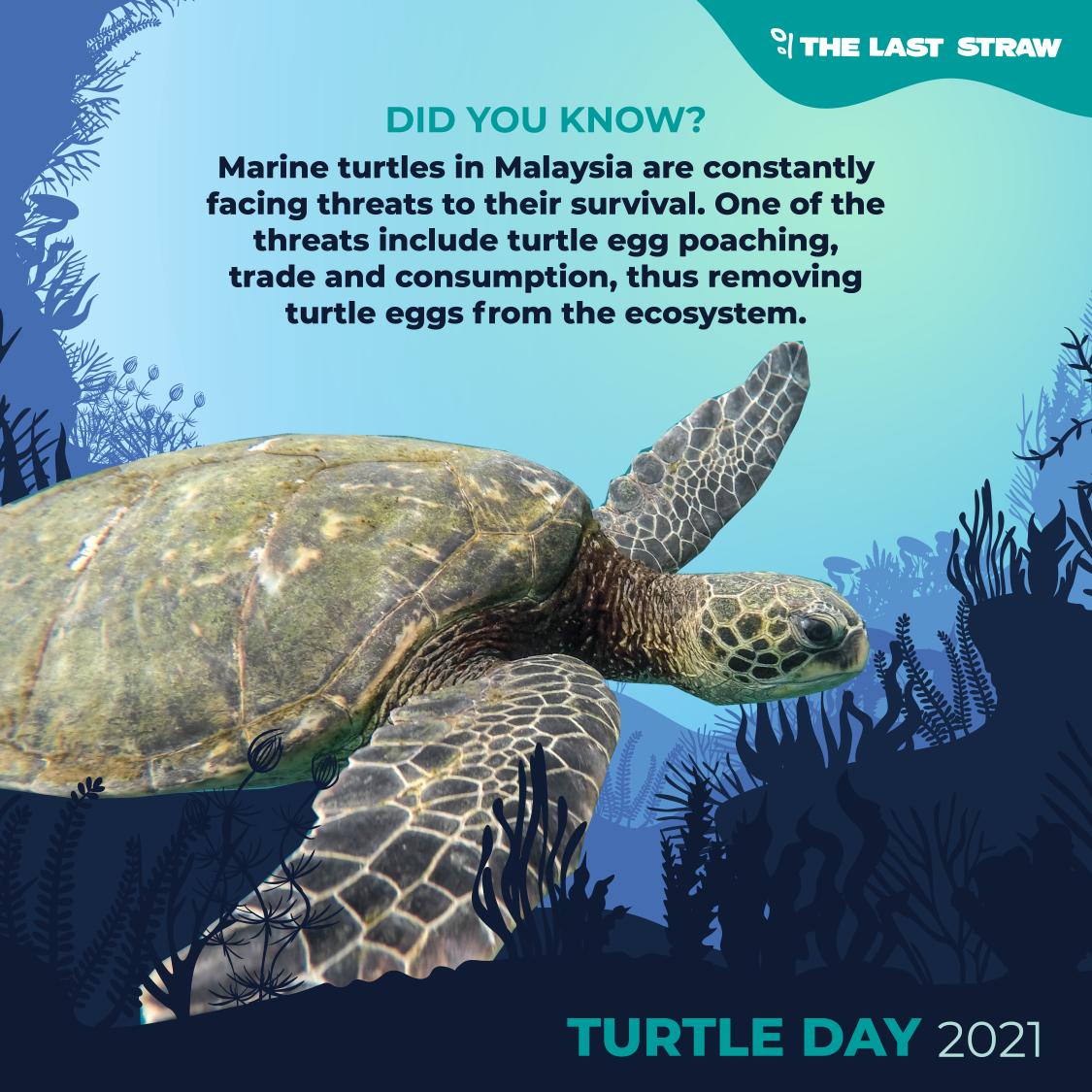 thelaststraw_'s tweet photo. Yesterday was #WorldTurtleDay and we are still shell-ebrating! Marine turtles play a vital role in maintaining a balanced ecoystem. To ensure their continued survival, our communities must take care of their natural habitats by keeping beaches clean and preventing poaching. https://t.co/8uelrTiDE5