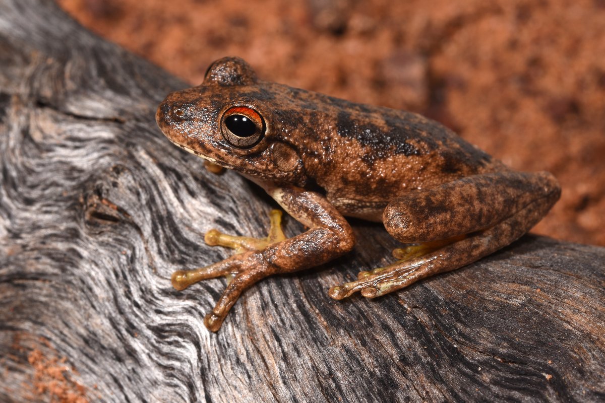 New @FrogIDAus research led by @callaghanct reveals how frogs are responding to urbanisation. While many Australian #frog species persist in cities, the number of species in urban areas is less than half that of adjacent natural areas. #WildOz australian.museum/blog/amri-news…