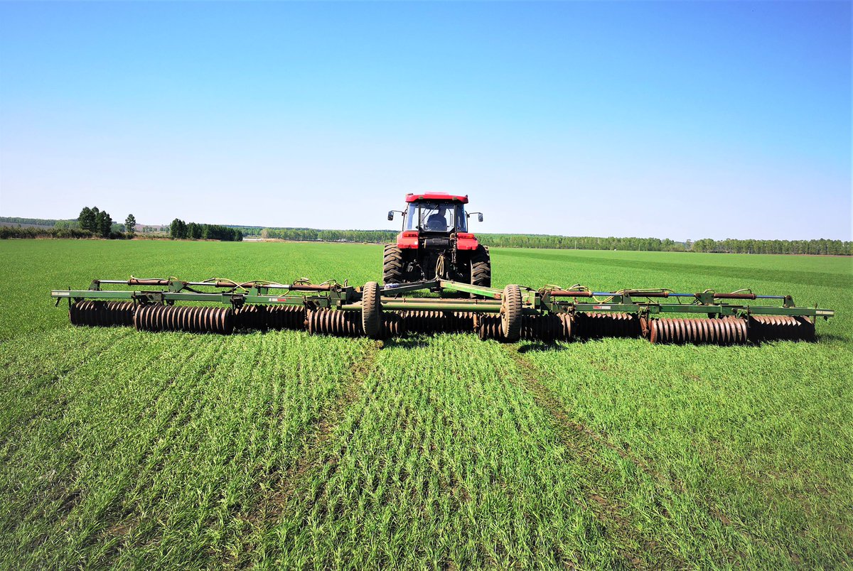EDNewsChina's tweet photo. At present,organic spring wheat planted in #China's #Heilongjiang Province has entered the golden period for green seedling pressing to increase yield. Green seedling pressing is a successful summer management mode of spring wheat cultivation technology in Heilongjiang Province https://t.co/TTVRvGazc8