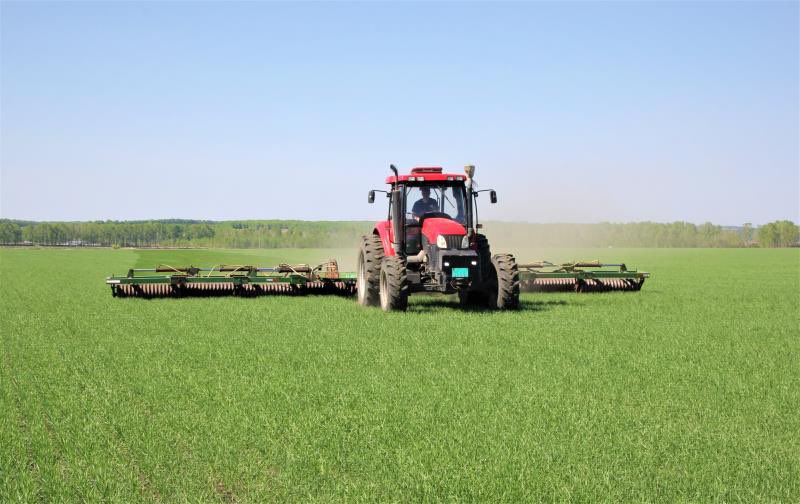 EDNewsChina's tweet photo. At present,organic spring wheat planted in #China's #Heilongjiang Province has entered the golden period for green seedling pressing to increase yield. Green seedling pressing is a successful summer management mode of spring wheat cultivation technology in Heilongjiang Province https://t.co/TTVRvGazc8