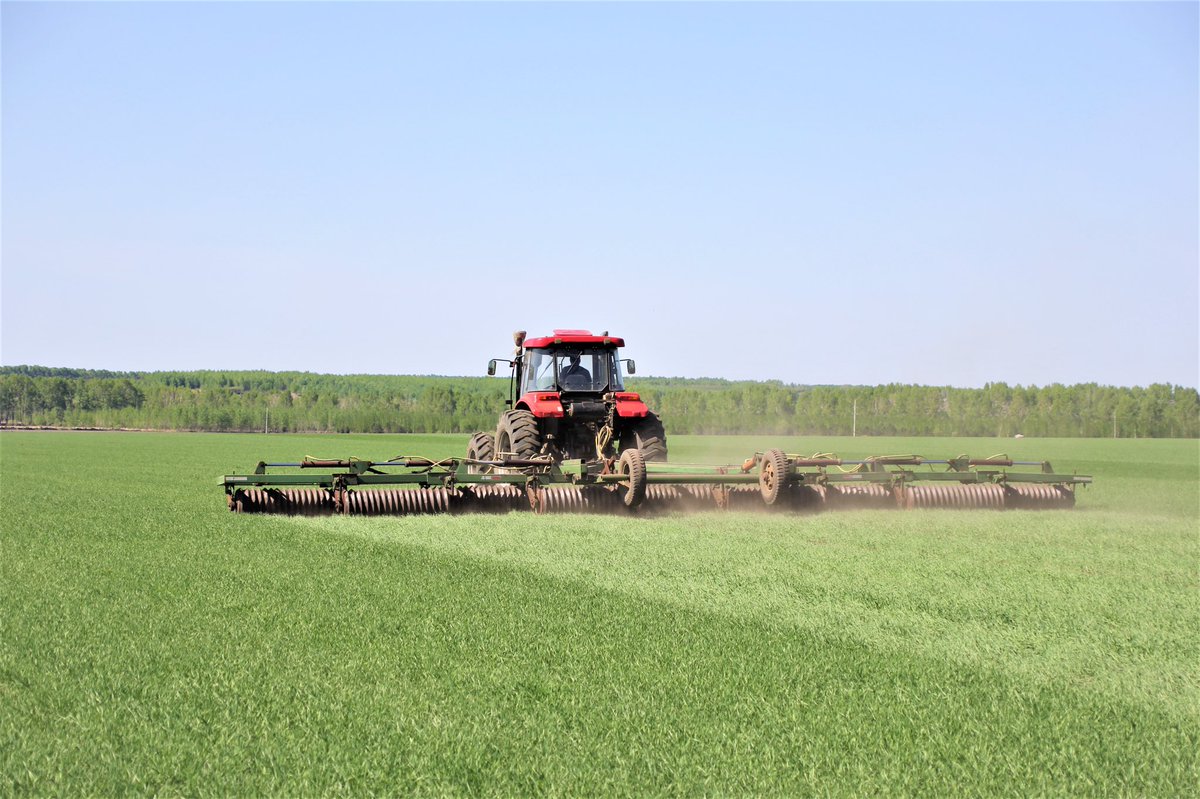 EDNewsChina's tweet photo. At present,organic spring wheat planted in #China's #Heilongjiang Province has entered the golden period for green seedling pressing to increase yield. Green seedling pressing is a successful summer management mode of spring wheat cultivation technology in Heilongjiang Province https://t.co/TTVRvGazc8