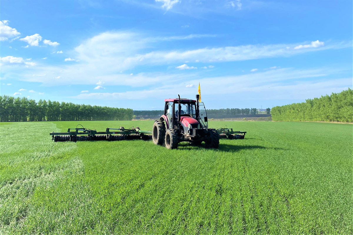 EDNewsChina's tweet photo. At present,organic spring wheat planted in #China's #Heilongjiang Province has entered the golden period for green seedling pressing to increase yield. Green seedling pressing is a successful summer management mode of spring wheat cultivation technology in Heilongjiang Province https://t.co/TTVRvGazc8