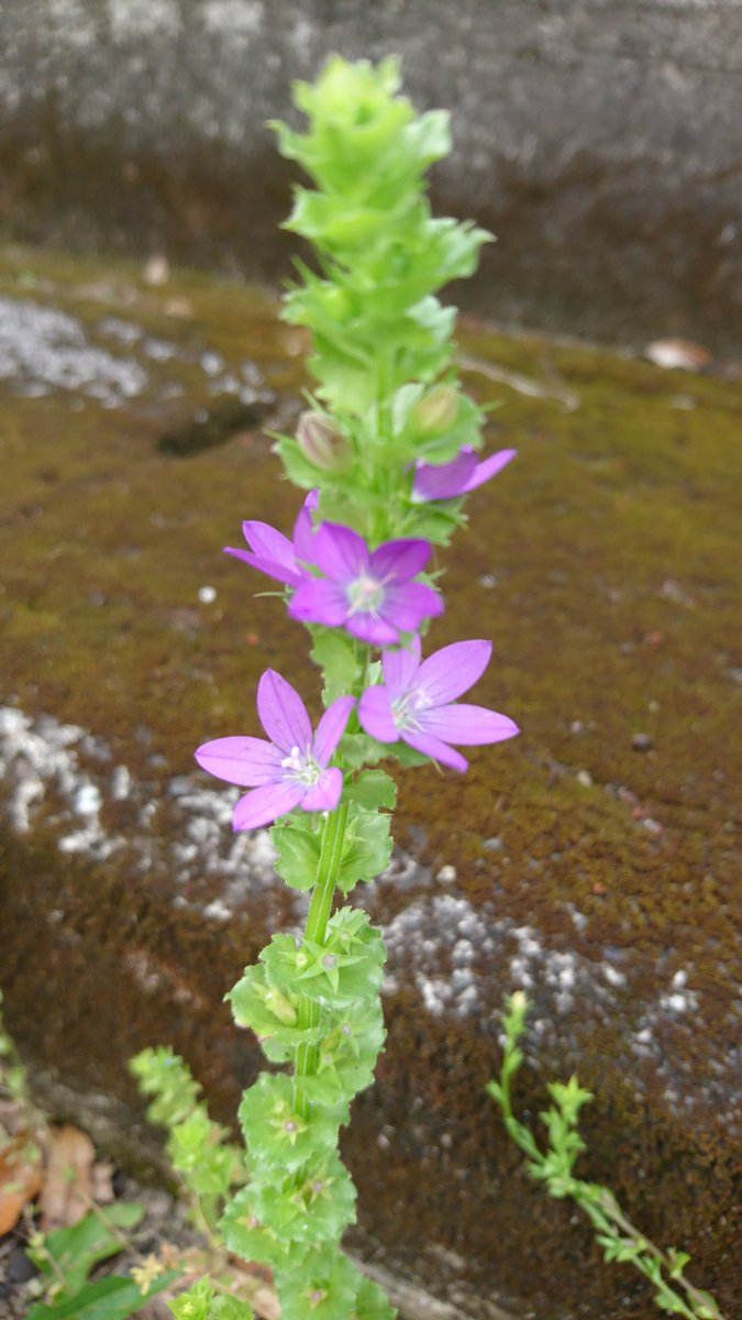 玄鳥 Gentyou Tubame Twitter