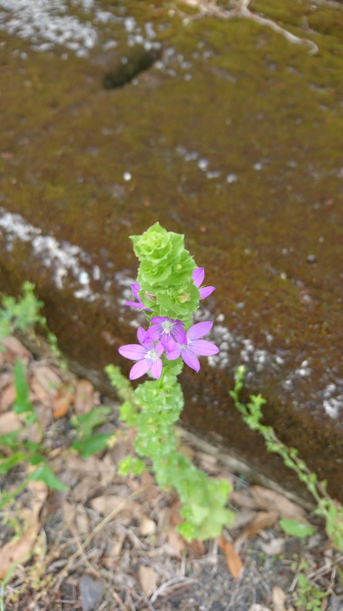 玄鳥 Gentyou Tubame Twitter