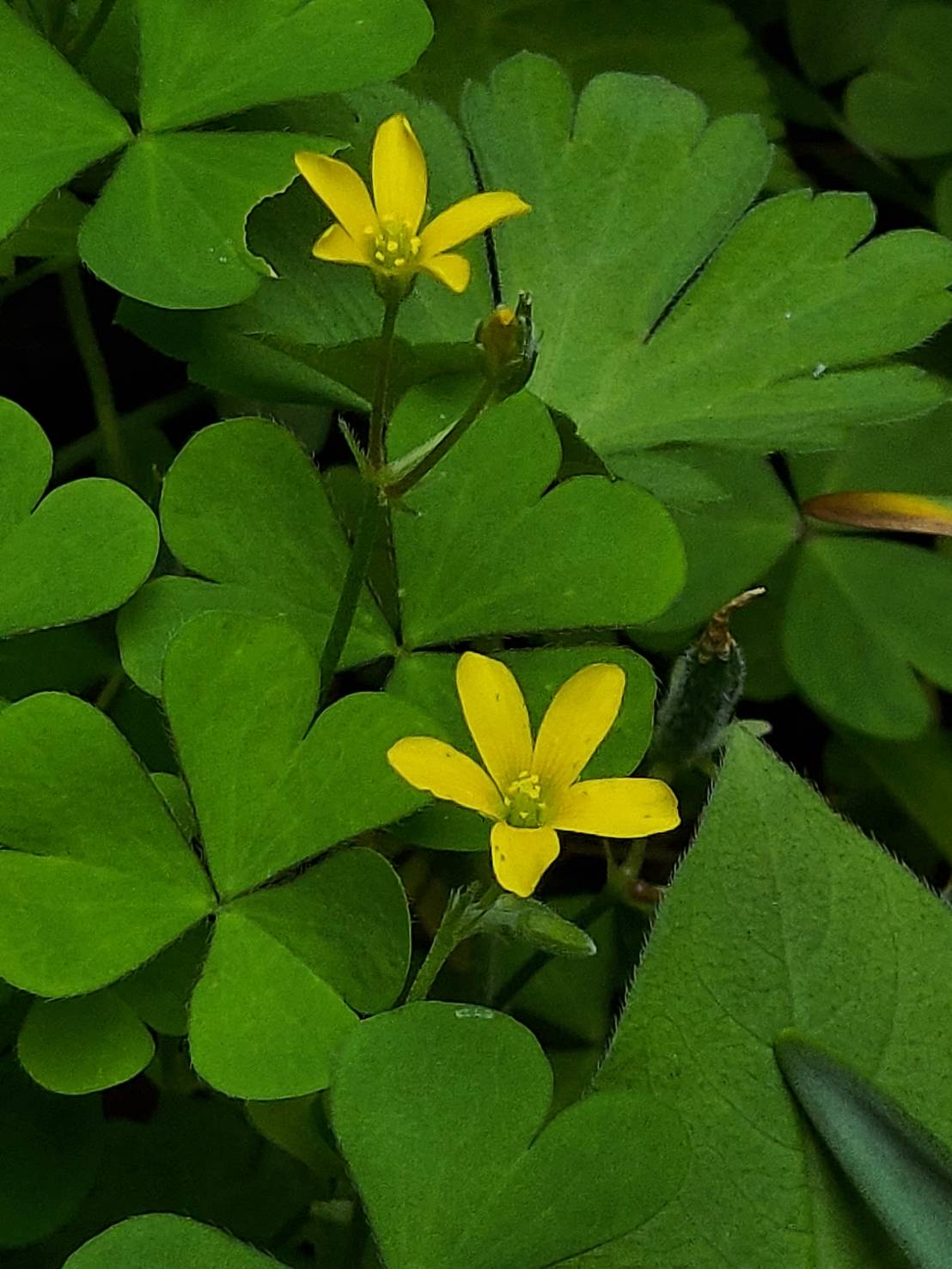 カタバミ科カタバミ属 Twitter Search Twitter