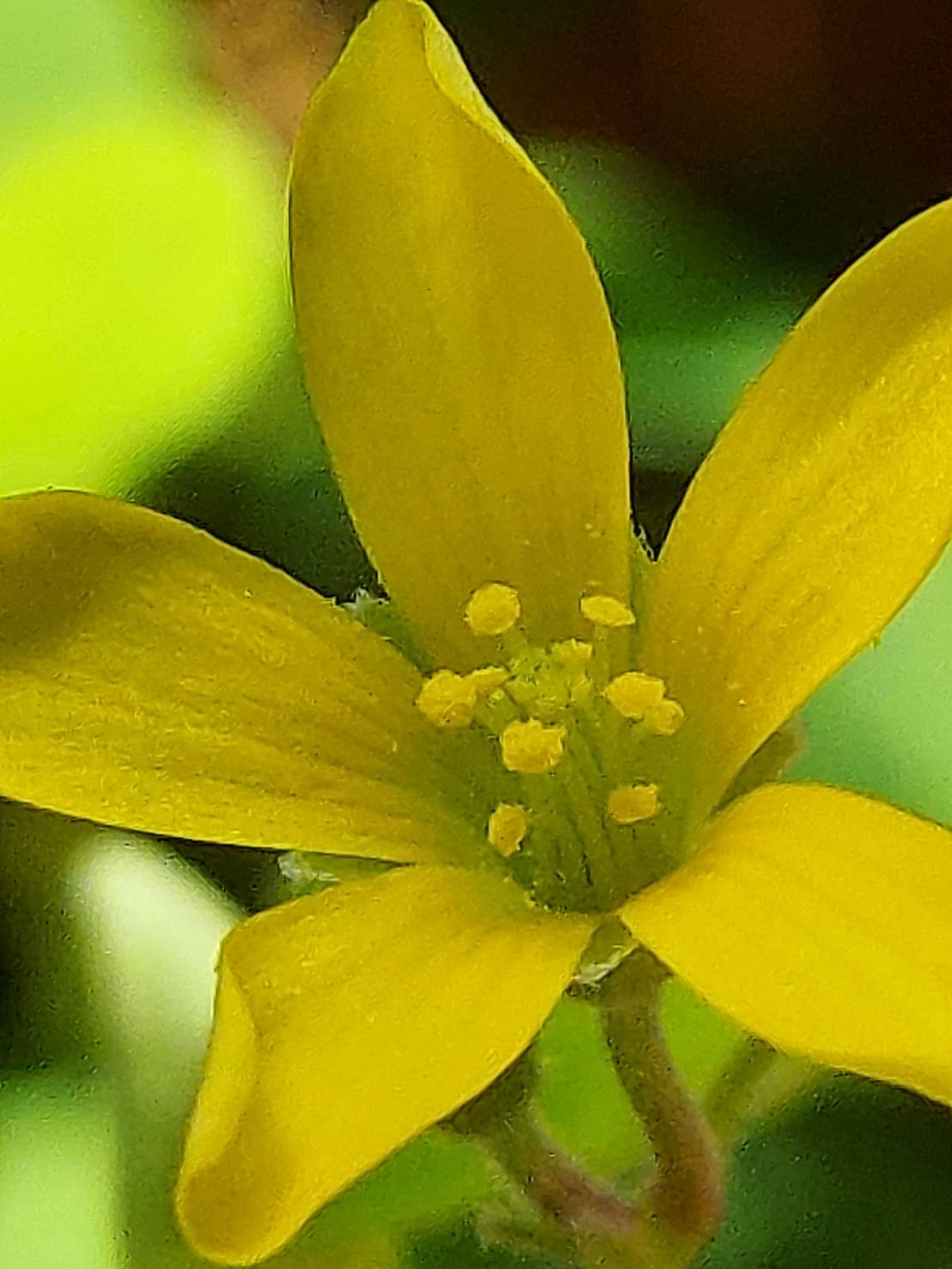 Yoko Ito カタバミ ベランダの鉢植え 一杯に増殖した 黄色い酢漿草 家のカタバミは花びらがスマート 花 Flower カタバミ 酢漿草 片喰 Oxaliscorniculata Oxalis カタバミ科カタバミ属 Flowerphoto Macrophoto