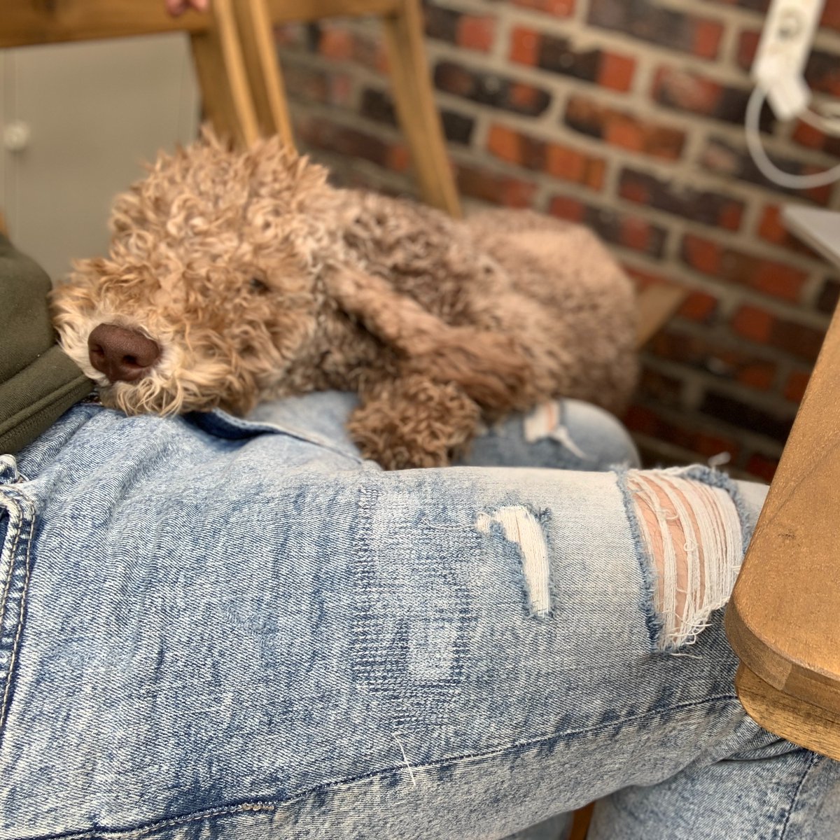 omgsofuzzy's tweet photo. Can I sit there please? Please please please?
#omgsofuzzy #dogstagram #doglife #doglovers #dogsofinstagram #doggo #doggy #mansbestfriend #bedlingtonterrier #bedlington #bestdogever #charliethebedlington https://t.co/wfLZpmqCgu