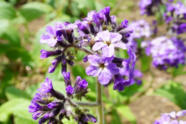 Avainsana ヘリオトロープ Twitterissa