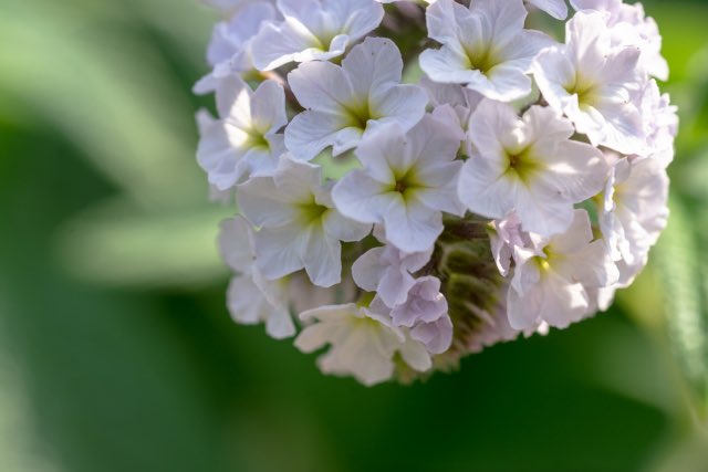 Avainsana ヘリオトロープ Twitterissa