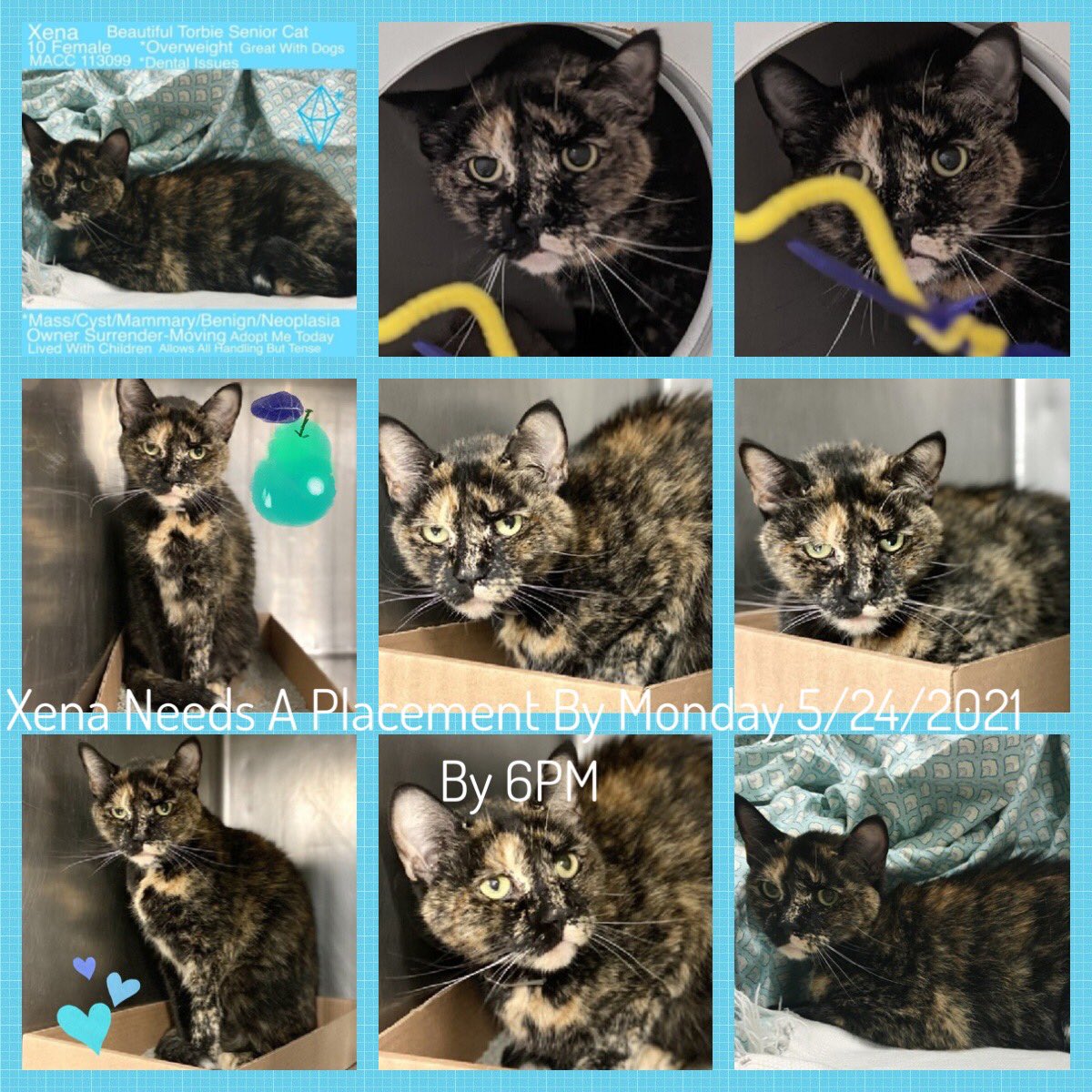 Kimberlykokourt's tweet image. facebook.com/10032742483389…: facebook.com/10032742483389…: Both of these cute #cats need a placement by Monday May 24, 2021 By 6PM or they will be #euthanized: #Murzik: #ID117461 is #Rescue Only! #Xena: #ID113099 Can be #adopted or go to a Rescue! #NYCACC: #Cat: #CatsOfTwitter: @iwd12