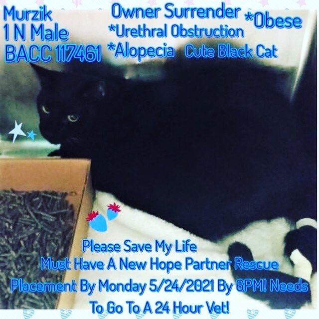 Kimberlykokourt's tweet image. facebook.com/10032742483389…: facebook.com/10032742483389…: Both of these cute #cats need a placement by Monday May 24, 2021 By 6PM or they will be #euthanized: #Murzik: #ID117461 is #Rescue Only! #Xena: #ID113099 Can be #adopted or go to a Rescue! #NYCACC: #Cat: #CatsOfTwitter: @iwd12