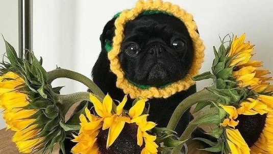 BuddyLifeMagzn's tweet photo. Look, such lovely flowers delivered at our doorstep today...
https://t.co/9l51LP9tMl
#SundayFunday #sundaybest
#dogphotos #smallbreeddogs #buddylifedogmagazine๐ https://t.co/qovaQxMYax