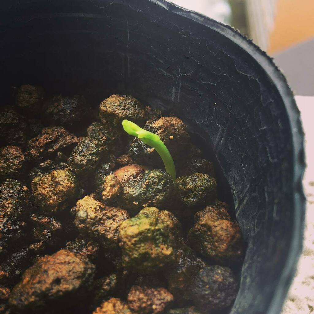 bonsainote's tweet photo. #イチョウ やっと顔を出しました😁🌱

#銀杏 #盆栽 #bonsai #自然 #緑 #植物 #園芸 #nature #green #plants #gardening #분재 #盆景 #Câycảnh #บอนไซ https://t.co/feQ77Ax6NG https://t.co/lIWJDZiJyx