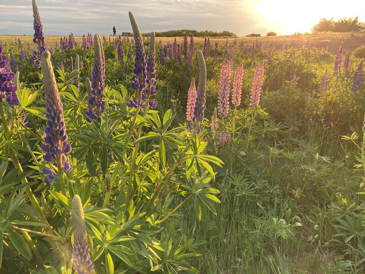 Another wave of flowers in full bloom at Garry Point Park in #Steveston. This time it’s lupines💜 #explorelocal #richmondmoments