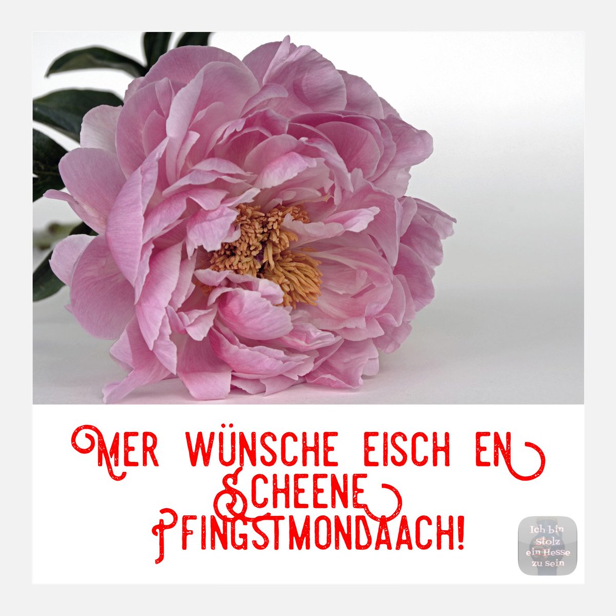 stolzerHesse's tweet photo. Gemoije unn en scheene Pfingstmondaach! 😎♥️

#hessen #regional #pfingsten #pfingstmontag #frankfurt #frankfurtammain #wiesbaden #wiesbadencity #wiesbadenaktuell #darmstadt #kassel #kasselistschön #fulda #giessen #offenbach #offenbachammain #hessenistschön #stolzerhesse https://t.co/zOglx2NT3Y