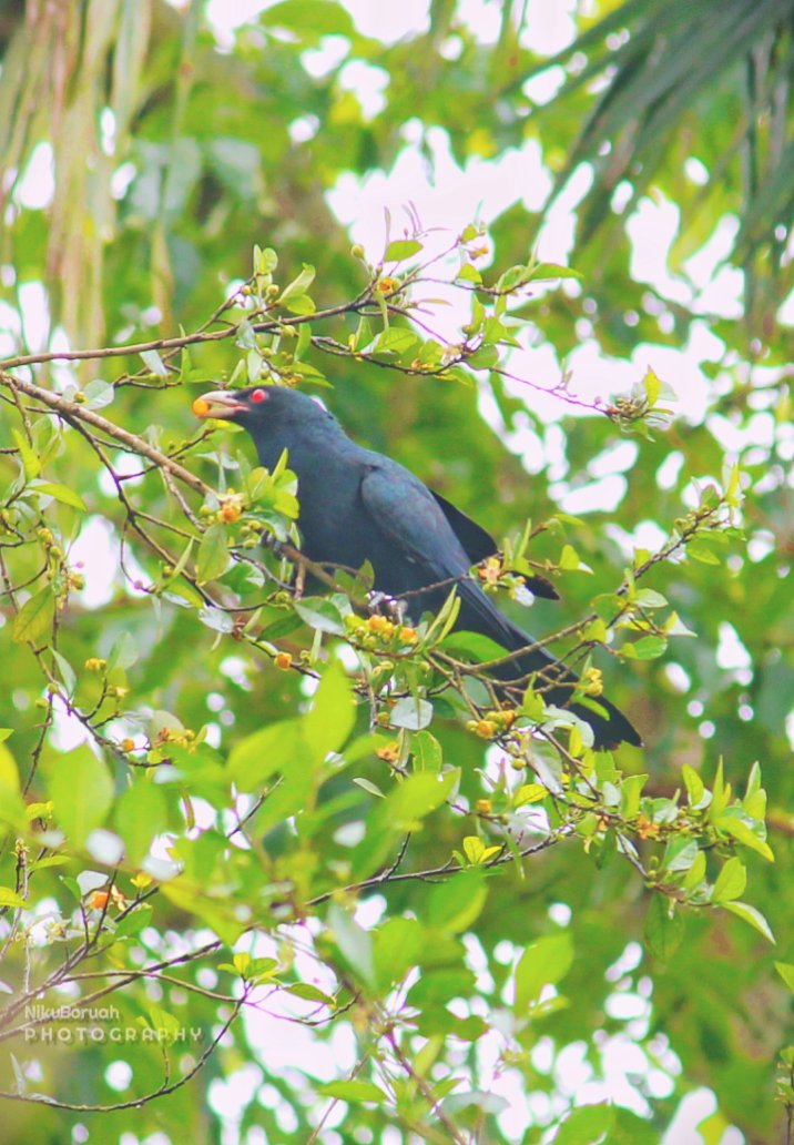 Nikuboruah1's tweet photo. Red 👁️ Eye cuckoo birds .
#cuckooo birds
#koel cucucucuuuukoooo....
#BirdsSeenIn2021
(*_*)(*_*)(*_*)(*_*)(*_*)(*_*) https://t.co/OqmQLfhzKQ