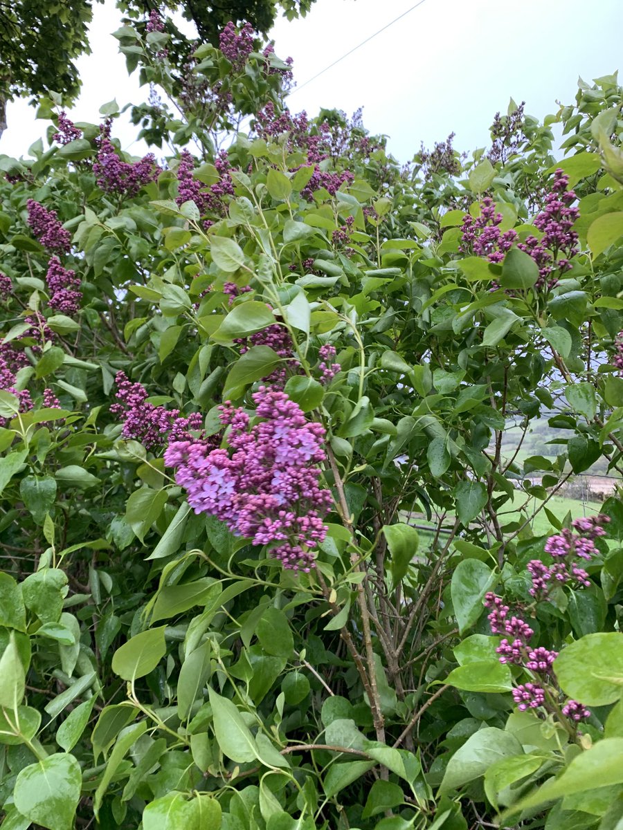 A bar of 🎼Lilac Wine jumps to mind🤔 wild lilac coming into bloom ⁦@visitwicklow⁩