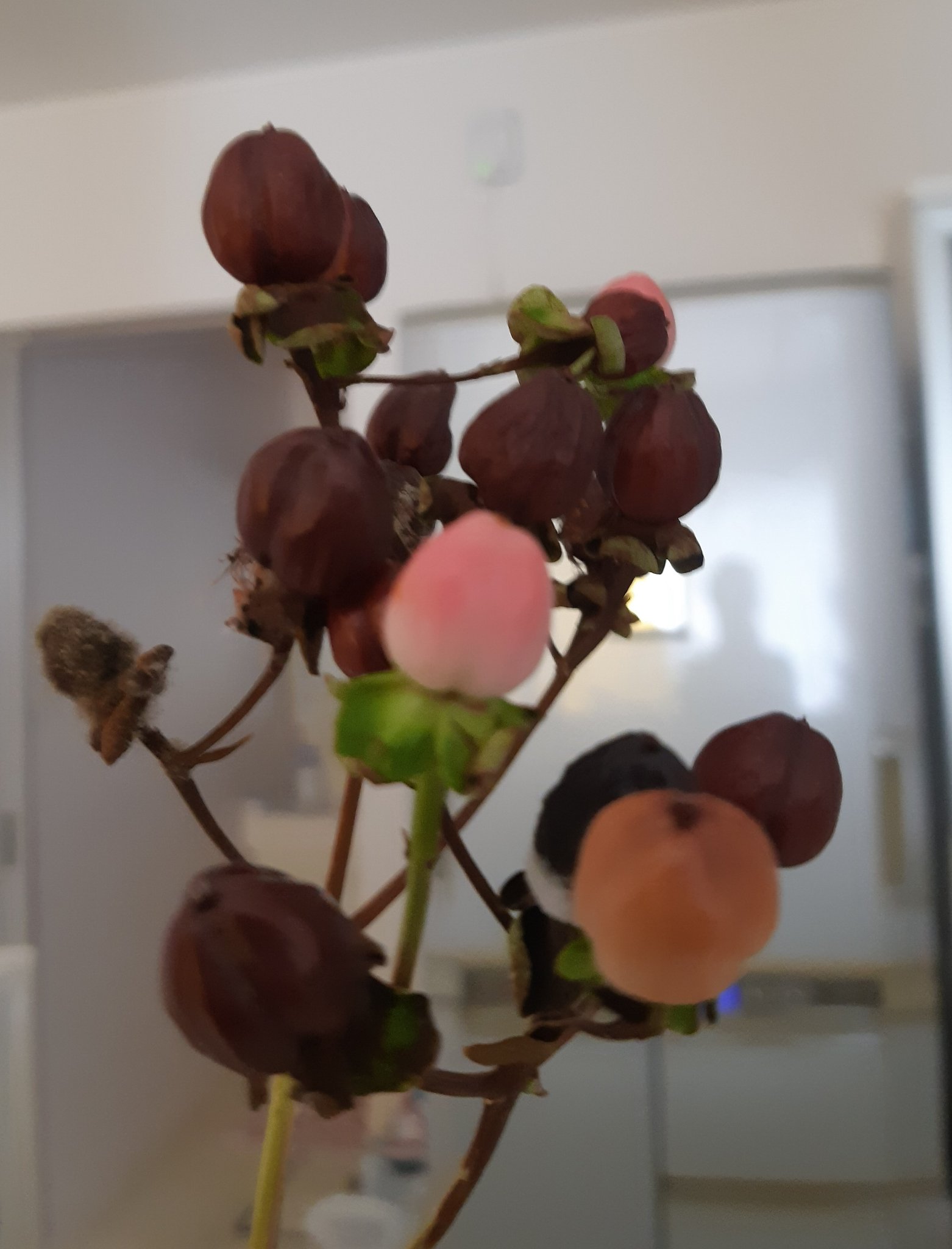 Kaz オトギリソウ ヒペリカム花言葉は きらめき 悲しみは続かない Hypericum Flower Language Sparkles Sadness Doesn T Last T Co Dthbbjb8om Twitter