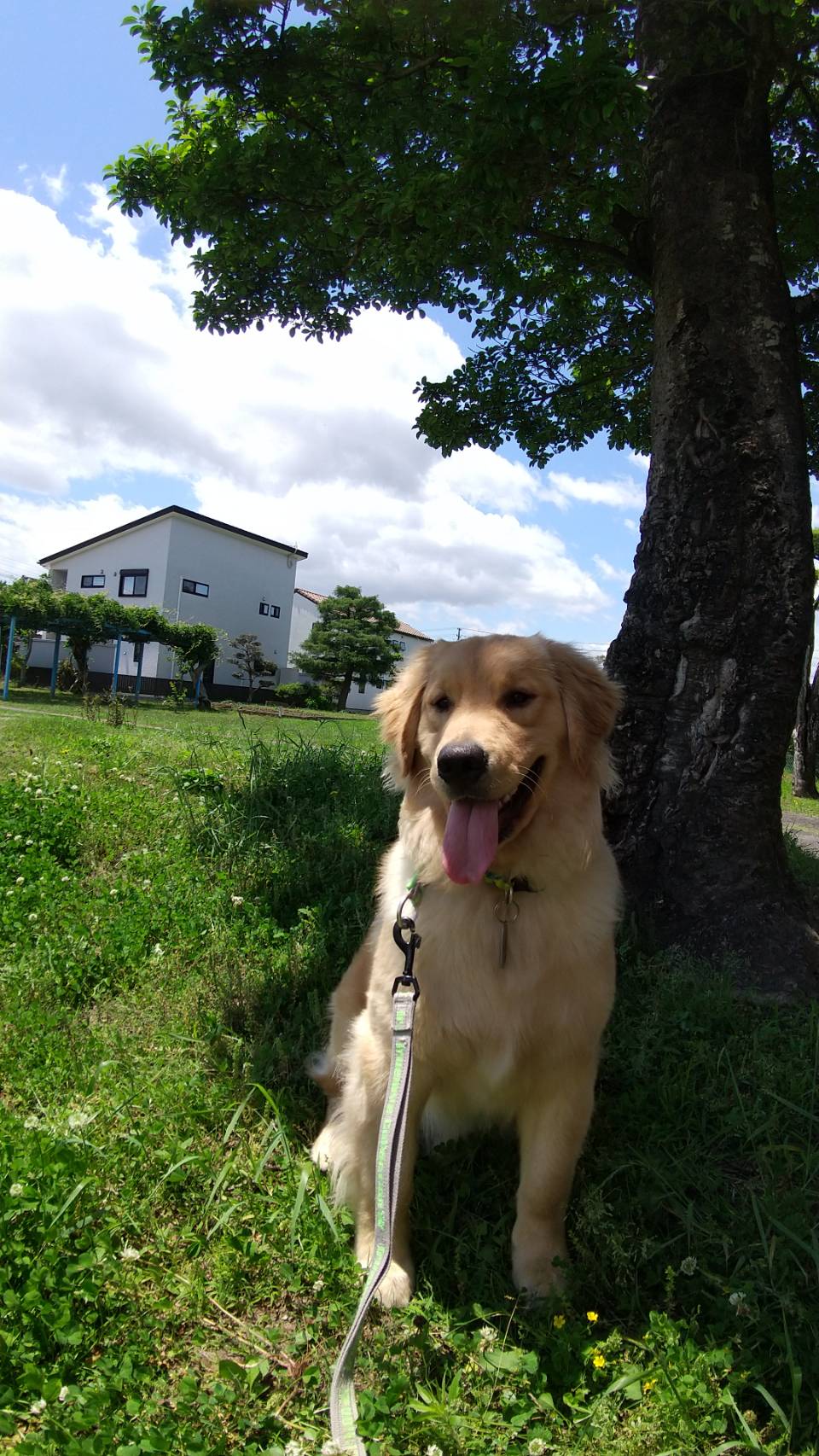 りつか 犬 時々アザラシ 毎日毎日りったんが可愛すぎて無理 親バカな飼い主でゴメンな 辛い ことあったらとりあえず犬吸おう T Co Fbwtcbmaoc Twitter