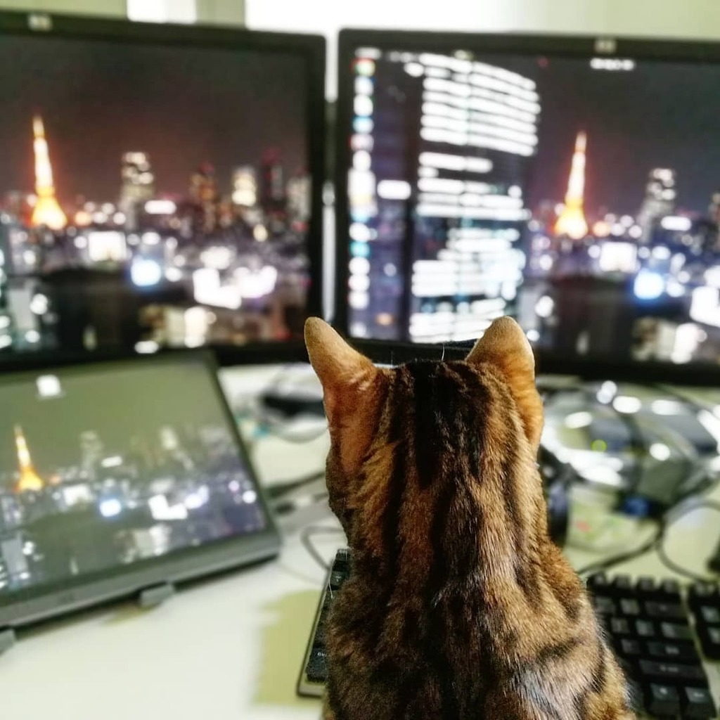 wasabisonio's tweet photo. here everything is under (my) control

happy monday

#catatwork #cat #bengal https://t.co/WaMmizeW3i