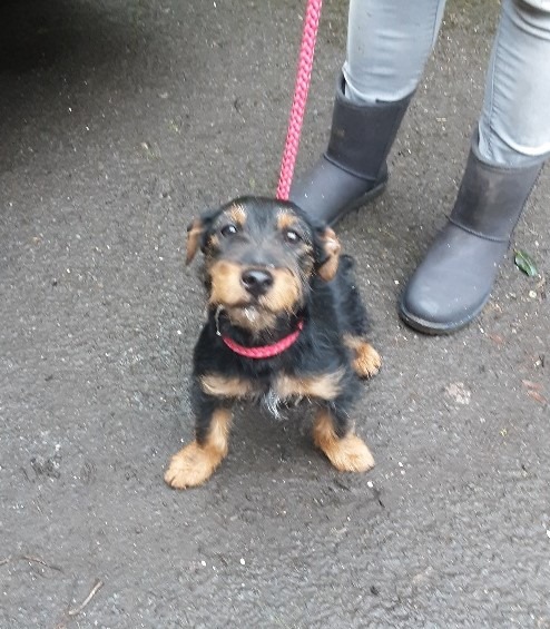 AdoptionsUk's tweet image. Urgent please retweet, to find the owner of this dog
SDK Warden Ref LBB 1803211428. This little one was found today 18th March in #Bromley area BR2. She is a female wire haired Terrier cross in black and tan colour. , contact SDK Environmental on 03444 828300.
#dogs #Monday