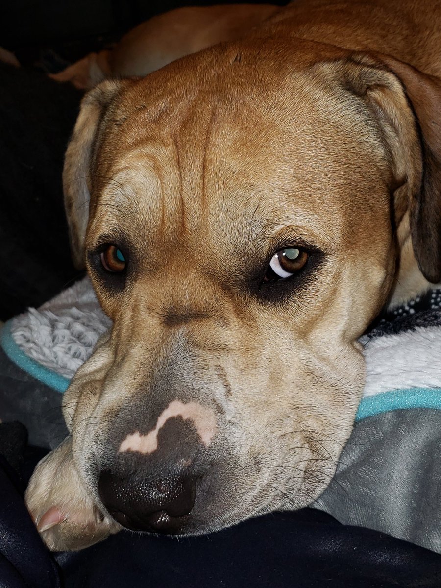 Nancy Kreamier tweet media