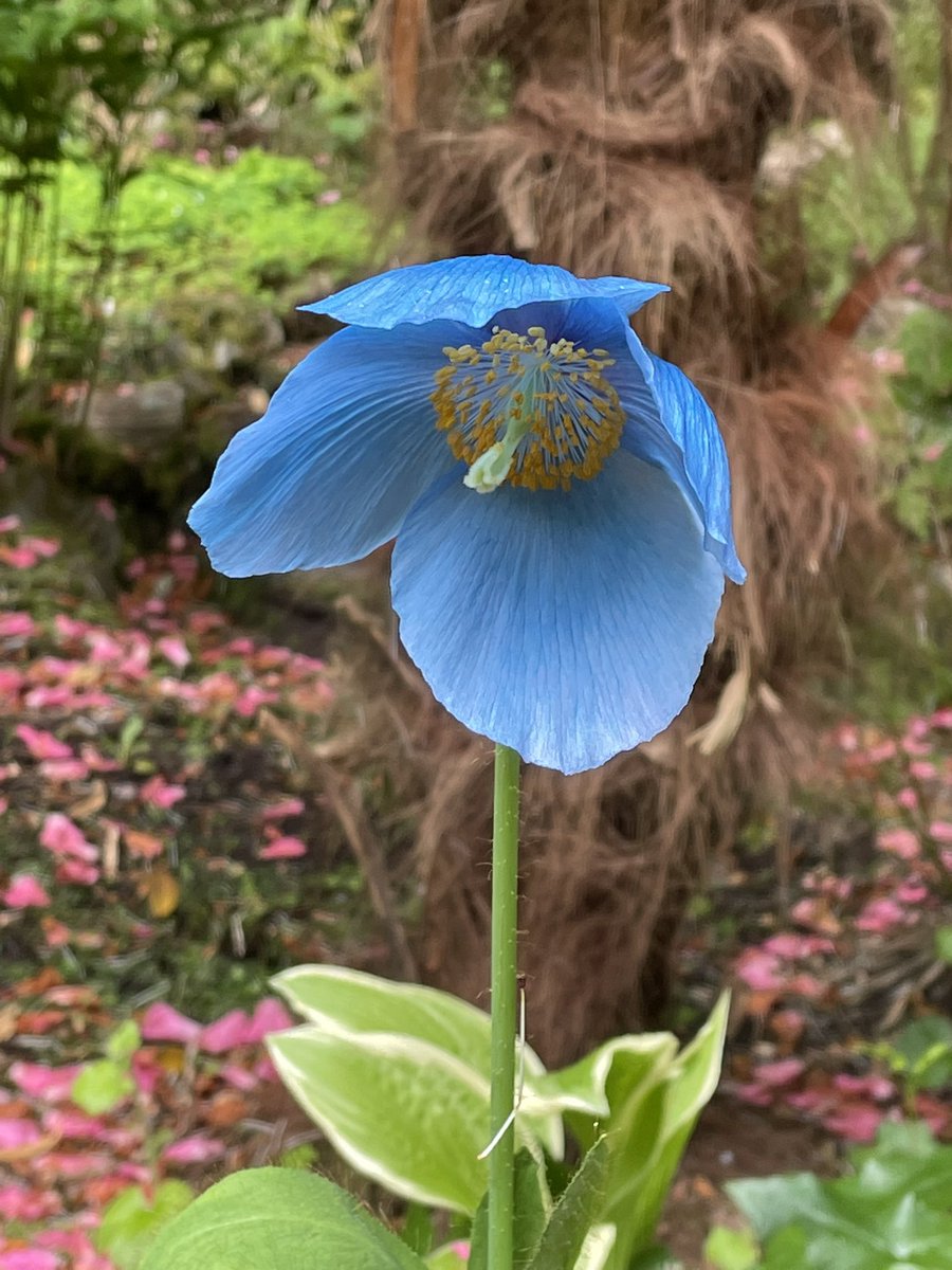 AttadaleGardens's tweet photo. Open daily😊Spring is busting out all over, catching up now with long light days, growing #SpringFlowerFestival @scottishgdns @NorthCoast500 @meconopsisgroup @scotgardens @WesterRossBios @ScottishRockGC Travel by @ScotRail https://t.co/HZGqctCWnF