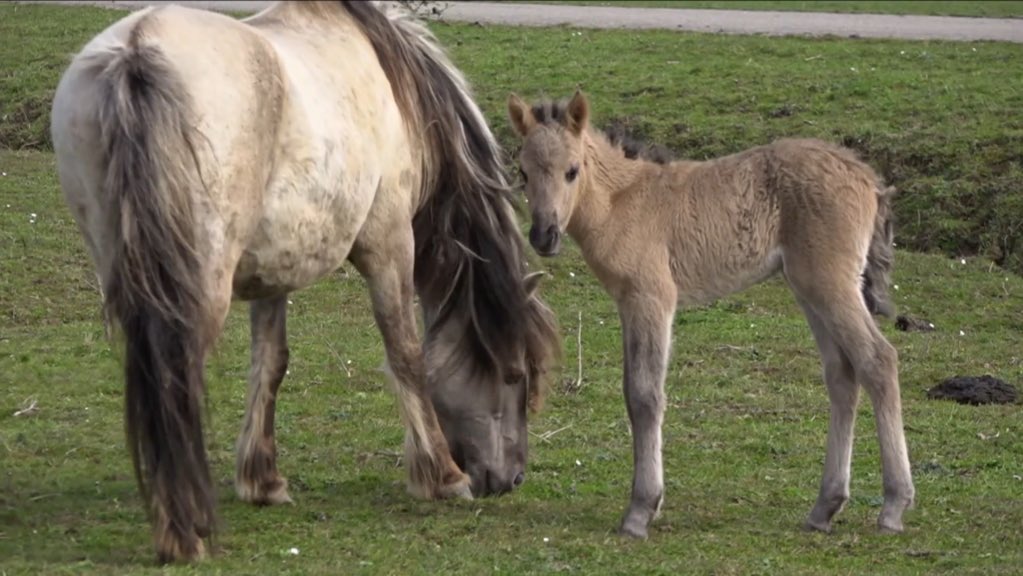 #Terugkijken | Mooie aflevering bnnvara.nl/VroegeVogels/v… over Munnikkenland: overstromingsvlakte #RuimtevdRivier in Bommelerwaard💧Tevens Natura2000-gebied, begraasd door Rode Geuzen <a href="/TanjadeBode/">Tanja de Bode</a>. Ook met <a href="/SlotLoevestein/">Slot Loevestein</a>, visonderzoek en het camerawerk van @Stijn_Philips
