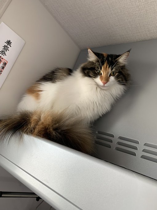 料理始めると見守りにくる猫 