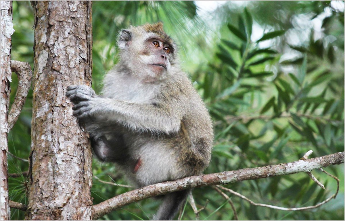 Long-tailed macaque living freely in Mauritius.