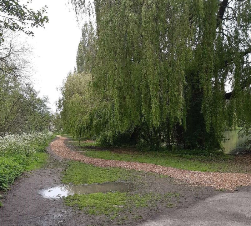 yourcolchester's tweet photo. The Castle Park team have created a second wood chip path from the Lombardy Poplar trees that needed reducing in height after strong winds snapped some branches of others nearby.
The path is 300m & takes you on a walk between the lake & the river π³ π https://t.co/kHB7mabwqH