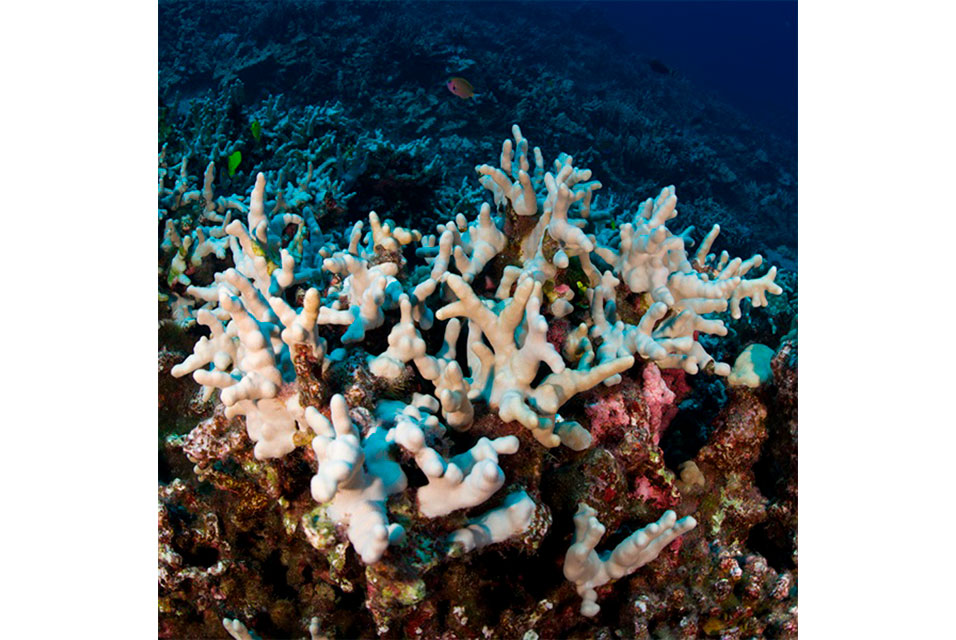 Researchnewscc's tweet image. Real-time satellite system to monitor global reef bleaching #satellitesystem #monitorglobal #reefbleaching #UniversityofQueensland #science #newspaper @GIH_UQ The University of Queensland 

Read more about this here: ow.ly/ncjt50ETk26