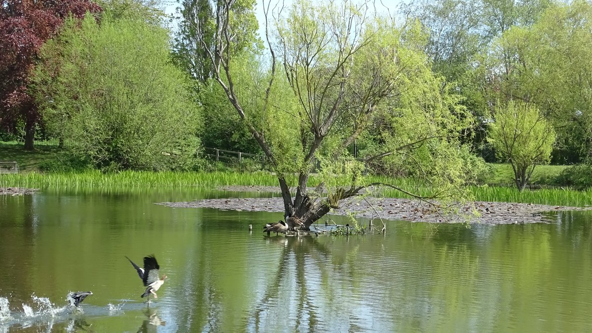 ian_hulf's tweet photo. Mr Goose you’re not welcome here, So push of do you hear! This is my stretch of water dude, And right now it’s you I don’t include! #IansView #OriginalImage #Coots #ShoeburyPark #FrontlineWorkersCare (128) https://t.co/lmcr6ejG9h